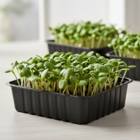 Живая микрозелень подсолнух Богатырь (под заказ)