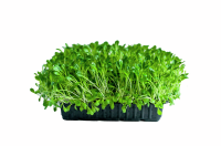 Живая микрозелень руккола Пикантная (под заказ)